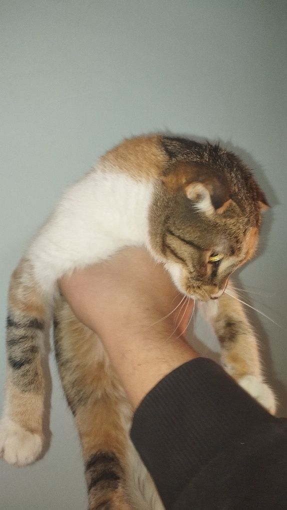 Продаётся кошка и кот пародисты
