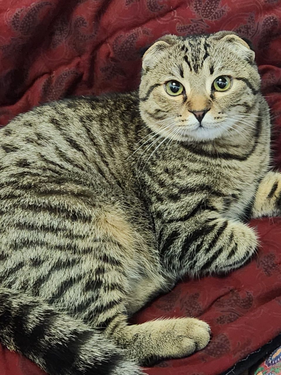 Скоттиш фолд сотилади