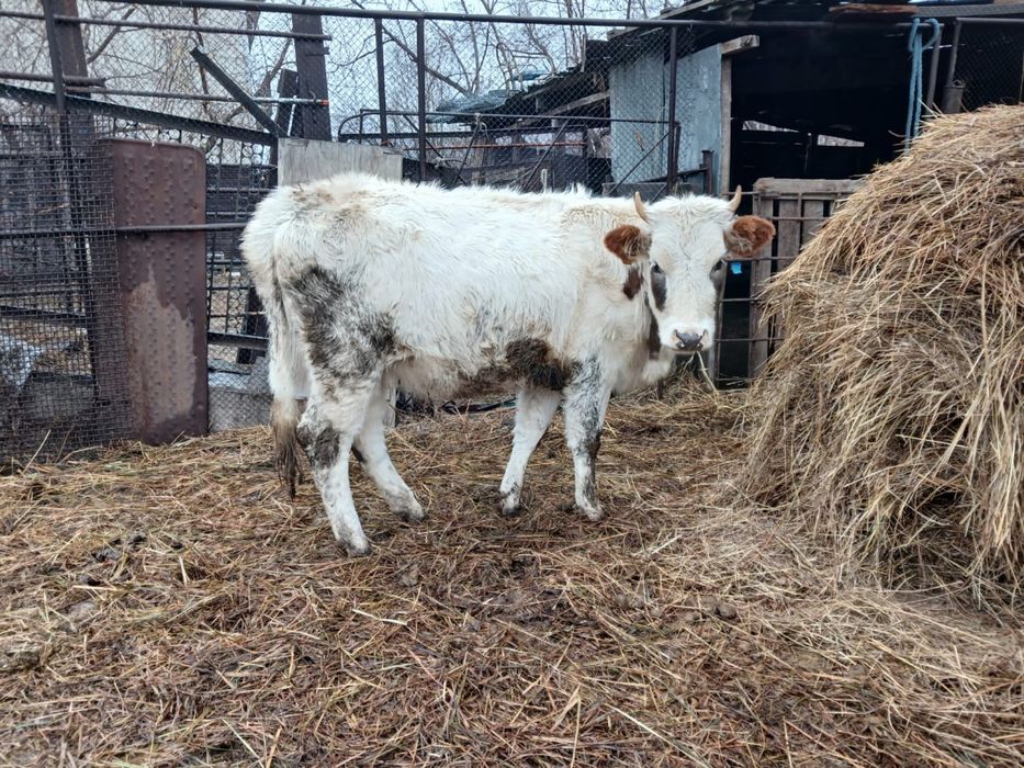 Продам коров 6 голов