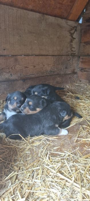 Cățeluși metis rottweiler Craiova