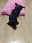 Teckel mini arlechin merle tekel pitic arlequin