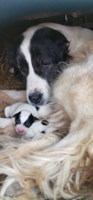 Продавам кученца