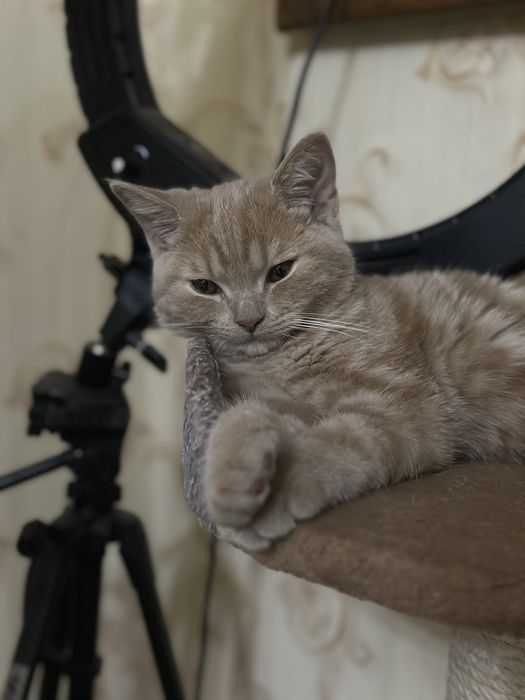 Шотландские котёнок,скотиш страйт