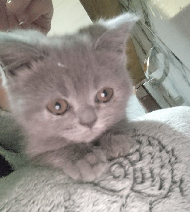 Продаются котята скоттиш страйт и фолд