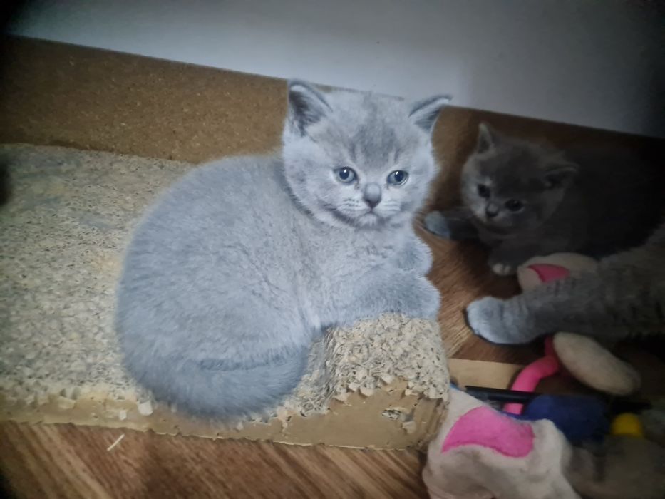 Pisic British Shorthair blue