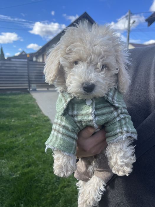 Bichon. Căutăm căsuță.