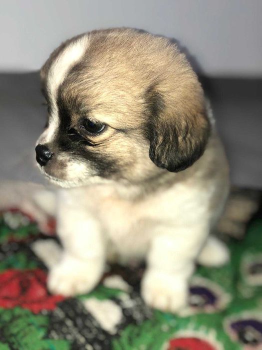 Pechinez imperial fara adoptie