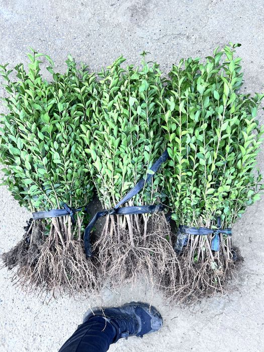 Gard viu - Lemn câinesc - Ligustrum Ovalifolium