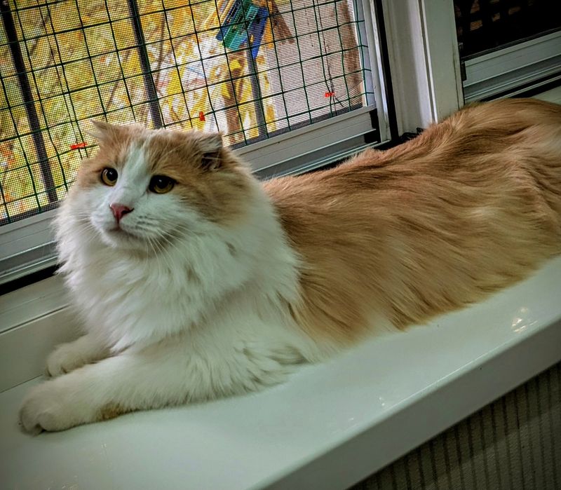 Фенотип Хайденд -фолд(длинношёрстный шотландский вислоухий т безопасно