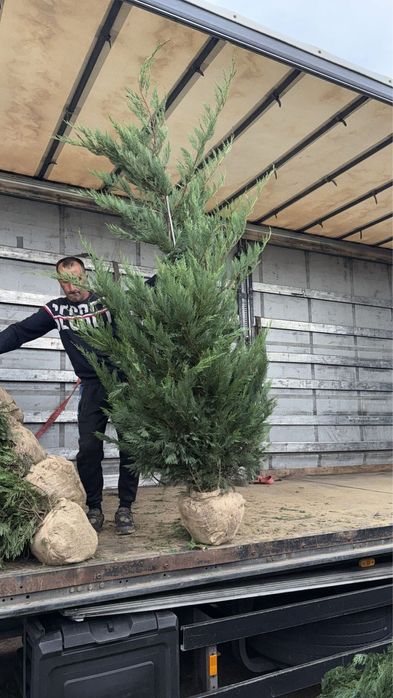 Leylandi chiparos la cel mai mic pret direct din pepeniera