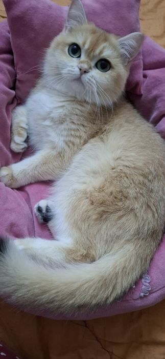 Mushuk, shinshilla