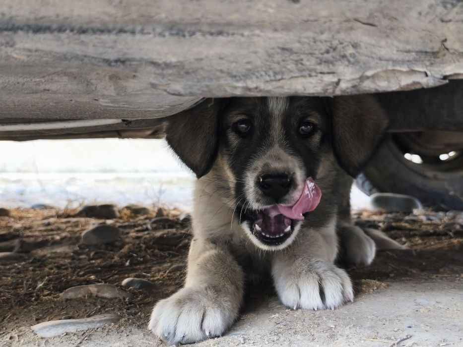 Төбет күшік сатылады