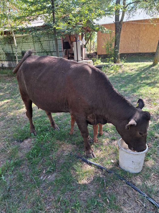 Vaca cu vitel de vanzare