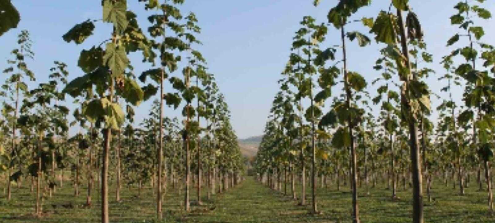 Paulownia inradacinata, Pomi fructiferi exotici.livrare RO