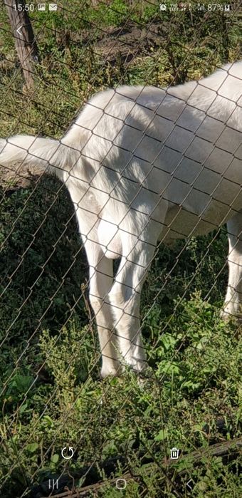 Vand țap sannen varsta un an