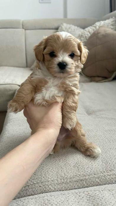 Maltipoo poodle apricot mini toy