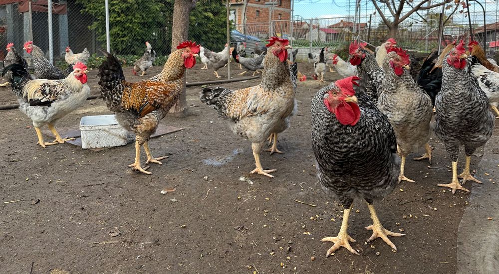 Продавам Селски петли