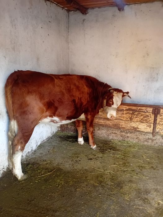 Vand junica gestanta in 6 luni.