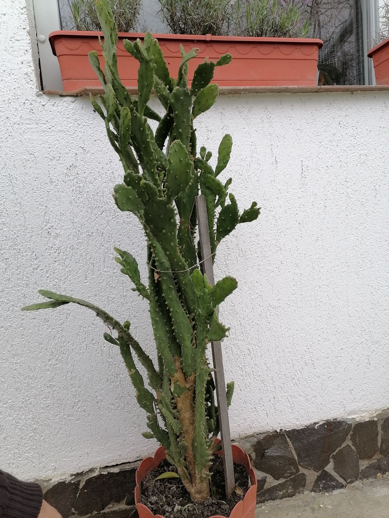 Cactus de vanzare