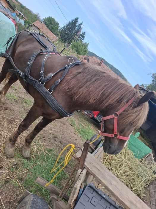 Cal de vânzare mai multe detalii la nr de telefon