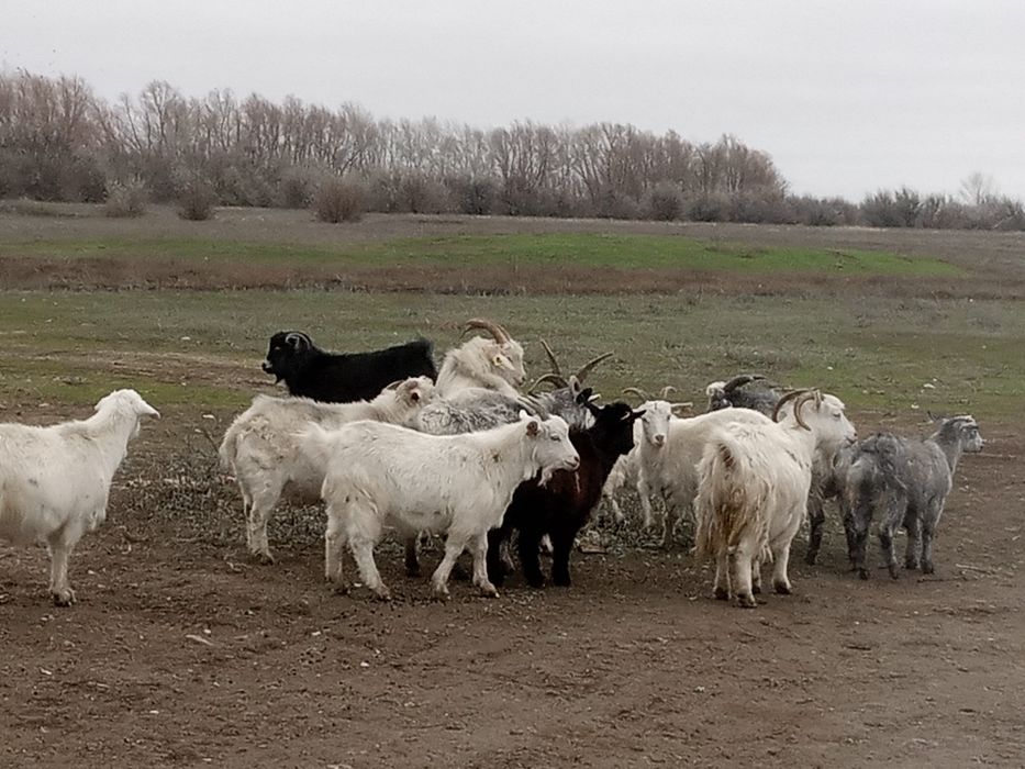 Продам коз 12 голов 300тыс