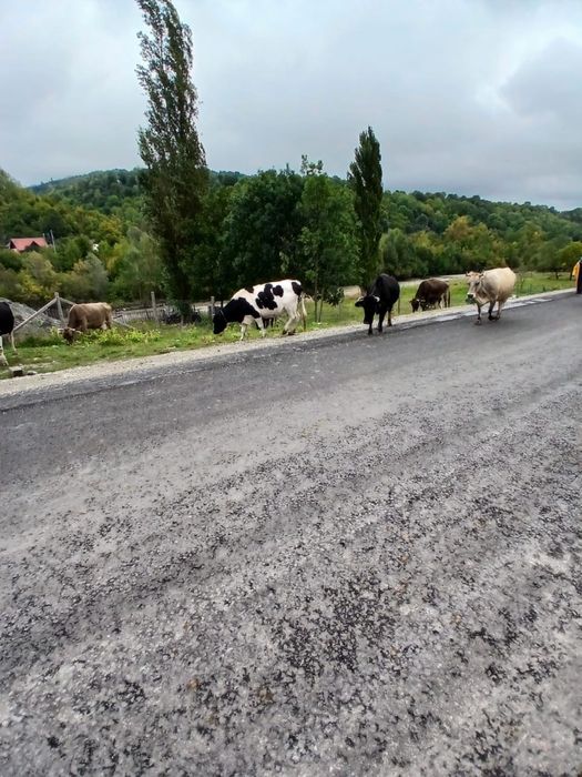 Vand 15 Vaci de lapte