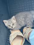 Pisic british shorthair
