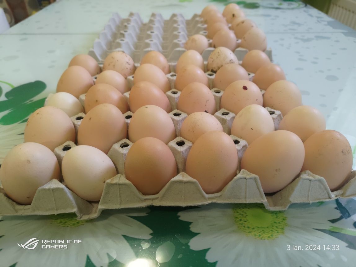 Oua australorp pentru incubat.