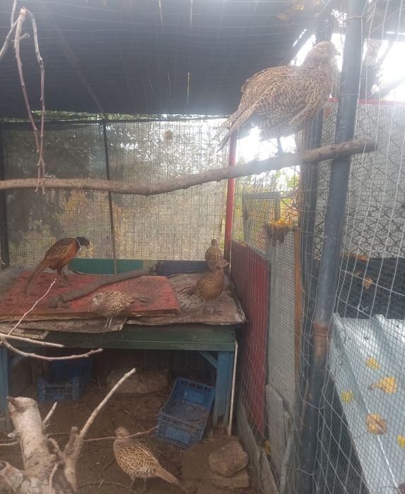 Fazani comuni schimb cu paunita