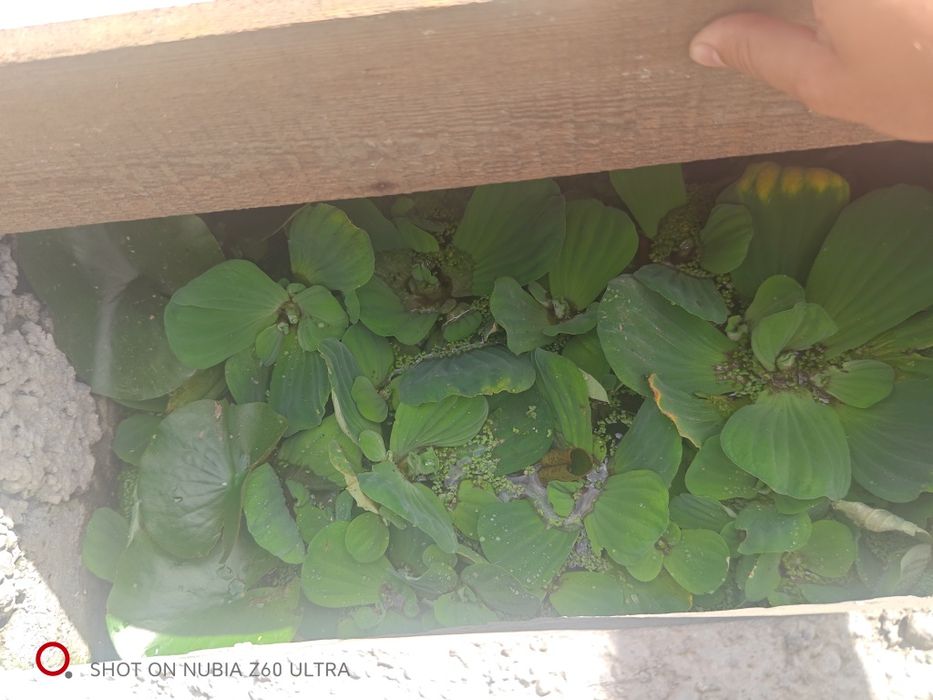 Nuferi, lintiță de apă, și alte plante.