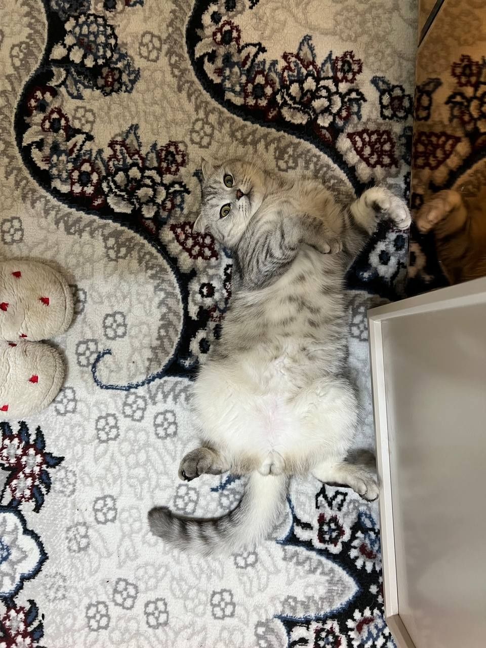 Шотландский вислоухий кот
