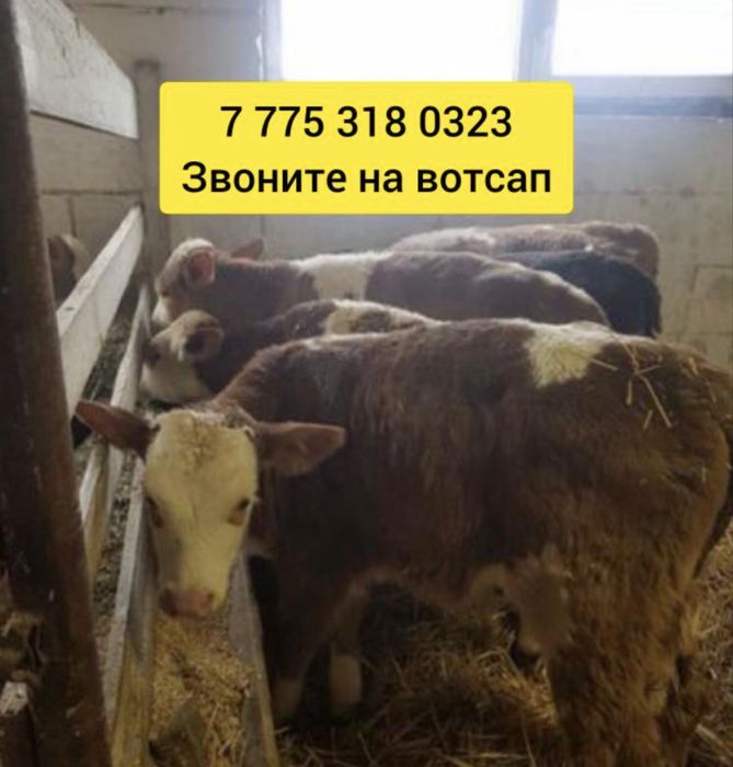 Бычек телята ангусер аулькол голheic лкщ