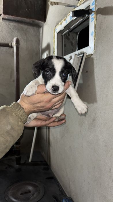 Ищу дом для щенят