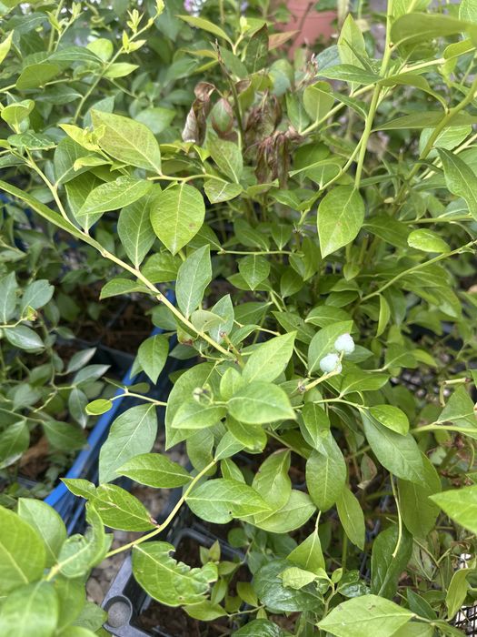 Боровинка Чандлър