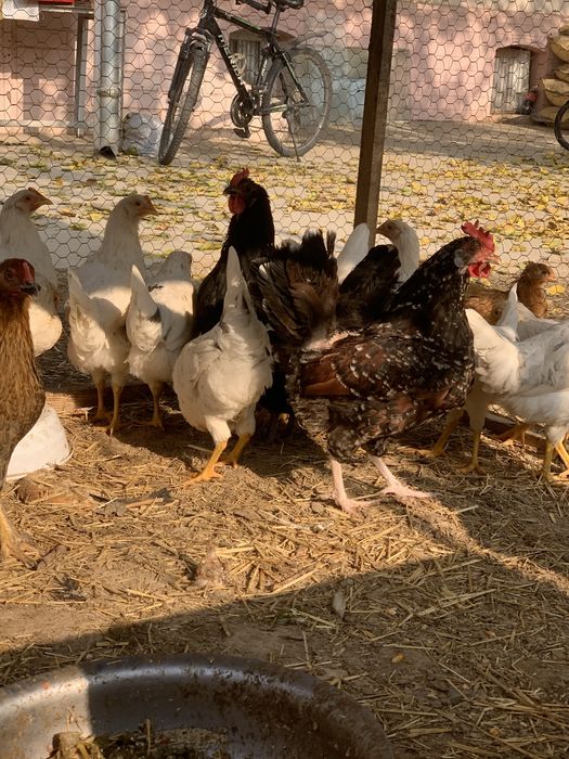 Tovuqla sotiladi tuxum qoyvoti