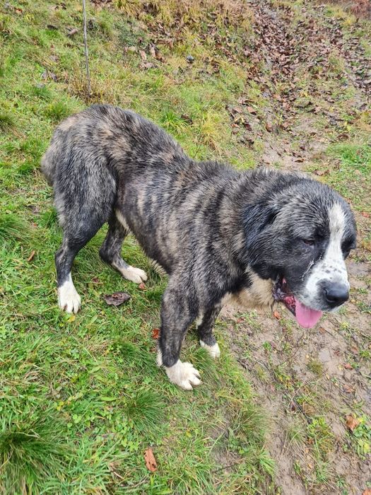 Vand mascul Asia centrala sau schimb pe oi