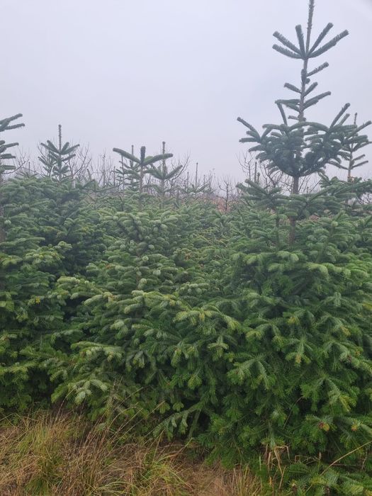 Brazi argintii pentru Craciun