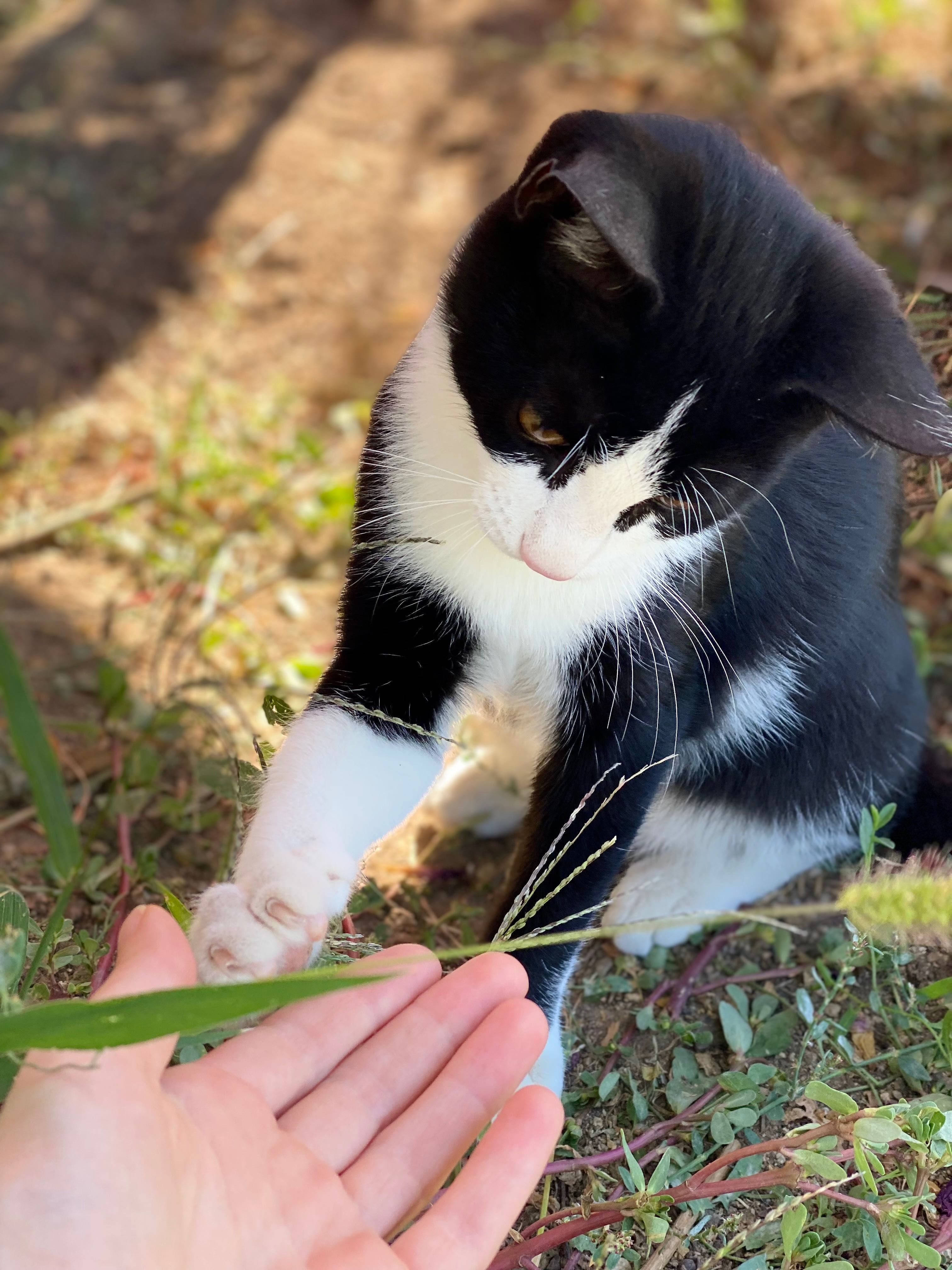 Подарявам котета