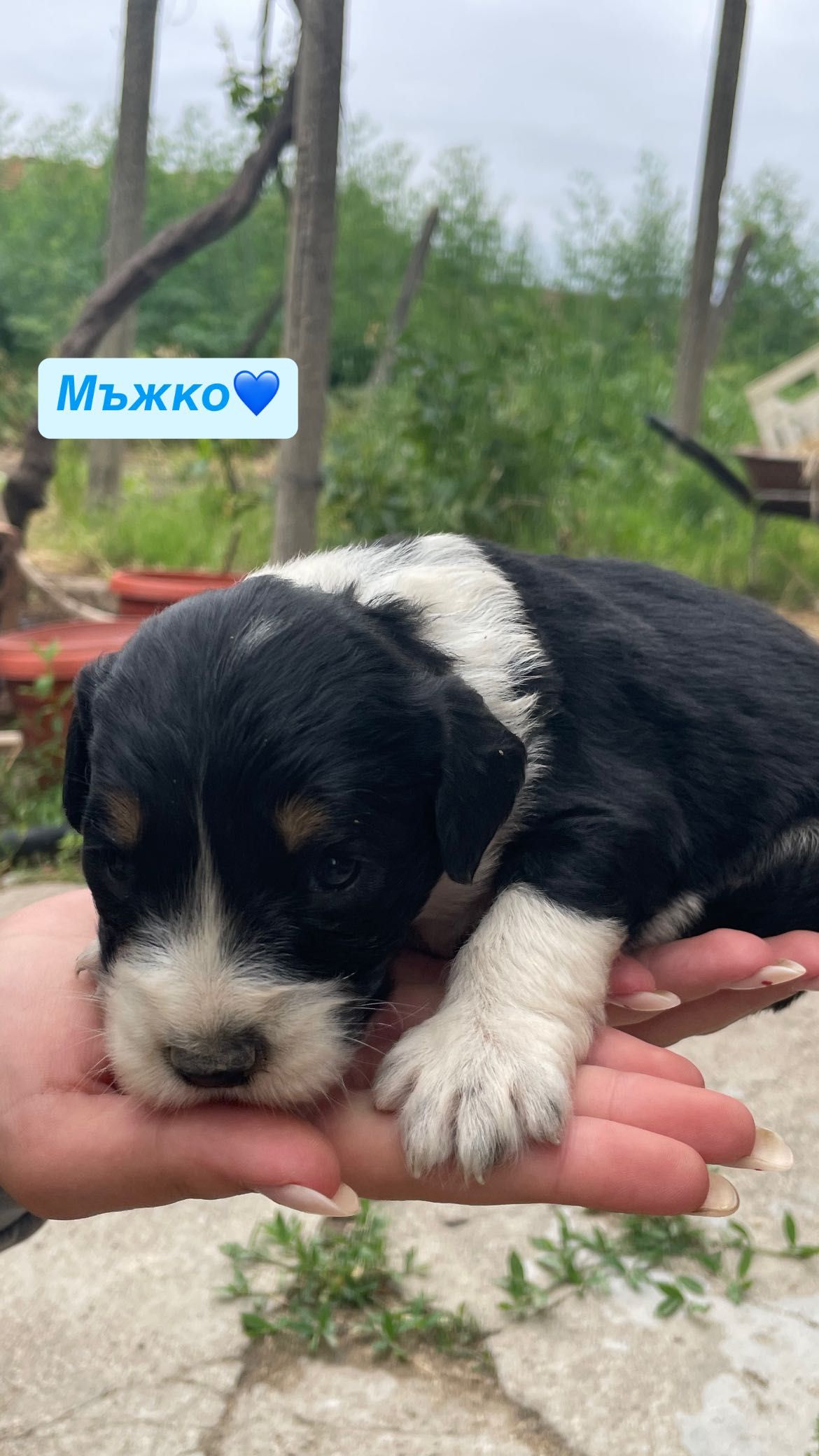 Кученца… Подаряват се!