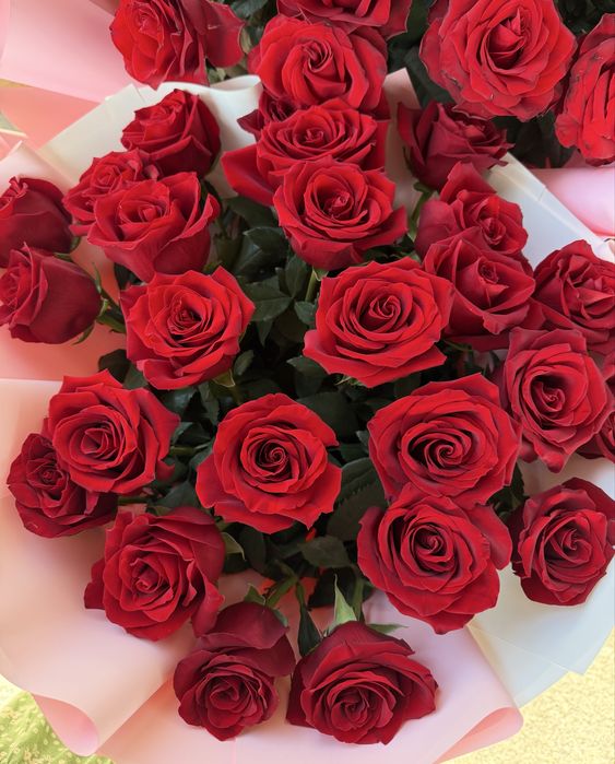 Голландские метровые розы 31 шт, 2 цветы продается, гулдер сатылады