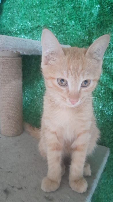 Котенок ищет дом