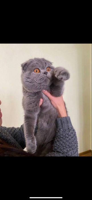 Скотч фолд 150$ срочно сотилади