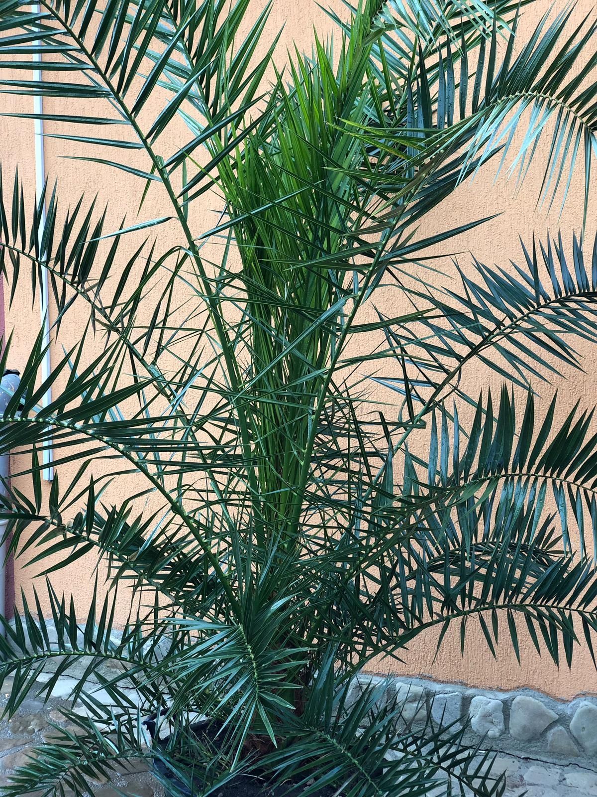 Vand palmieri, Cycas, Trachycarpus fortunei, phoenix, livrez în țară.