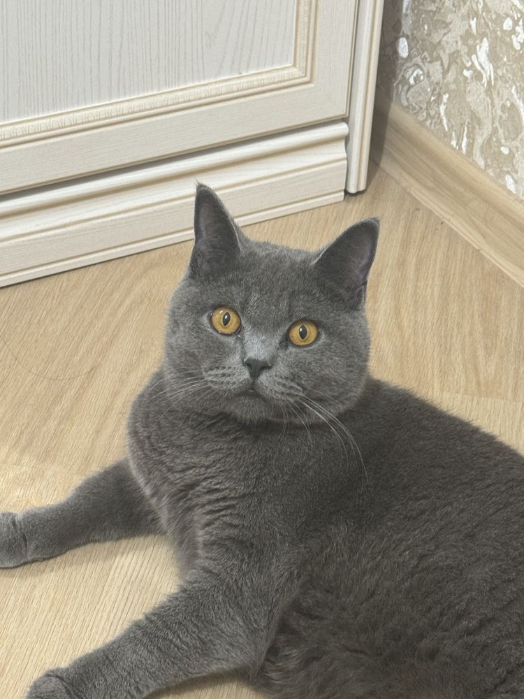 Потерялся кот британец