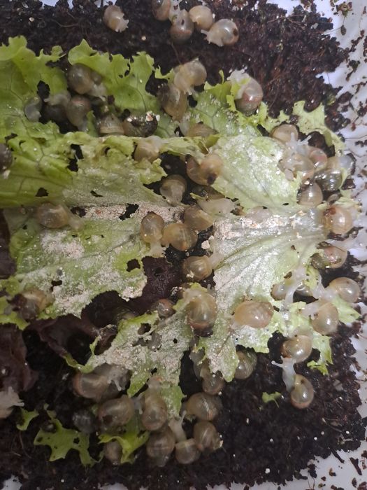 Улитка болалари (кладкаси)