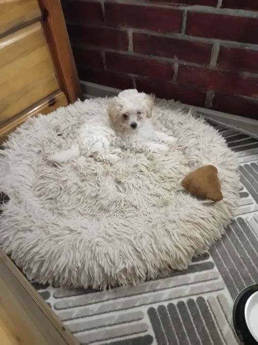 Малтипу момиченце