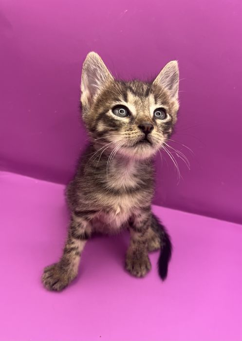 Женско коте търси дом