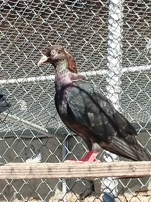 Пазарджишки гълъби