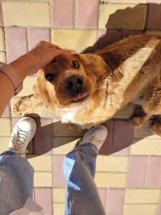 Ingrijire animalute la domiciliu