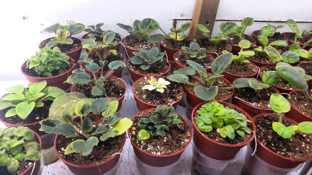 Fiyalka gullari detkasi arzon narxlarda sotiladi